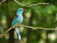 Mandelik hajni - Coracias garrulus - European Roller 8720